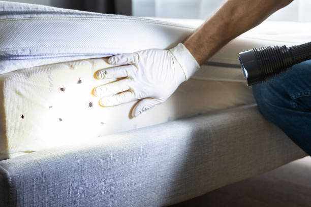 Best Flea Control Services  in Bonnetsville, NC