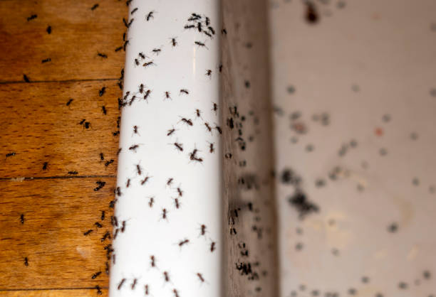 Best Local Pest Control Services  in Bonnetsville, NC